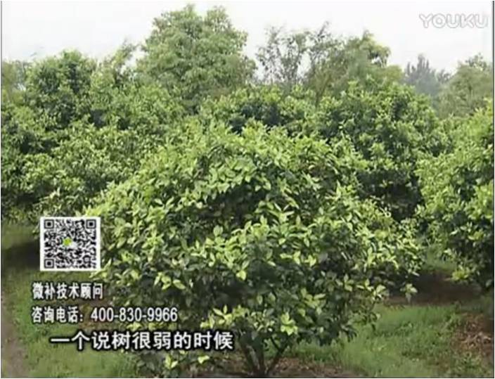 20170206珠江臺搖錢(qián)樹(shù)：柑橘用微補方案，壯樹(shù)促花壯花好