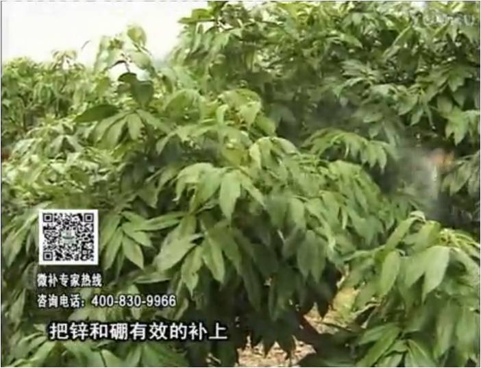 20170213珠江臺搖錢(qián)樹(shù)：荔枝噴施微補花力+硼力，補充鋅硼健壯來(lái)花
