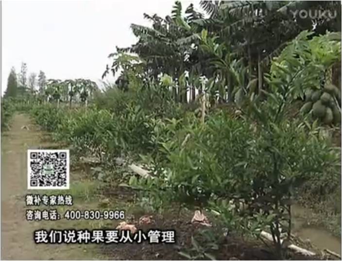 20170213珠江臺搖錢(qián)樹(shù)：柑橘小樹(shù)用微補方案，促根保樹(shù)好