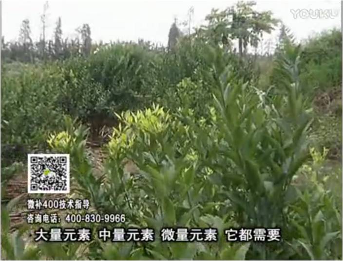 珠江臺搖錢(qián)樹(shù)：柑橘?lài)娛┪⒀a花力+硼力，補充鋅硼健壯來(lái)花，利坐果