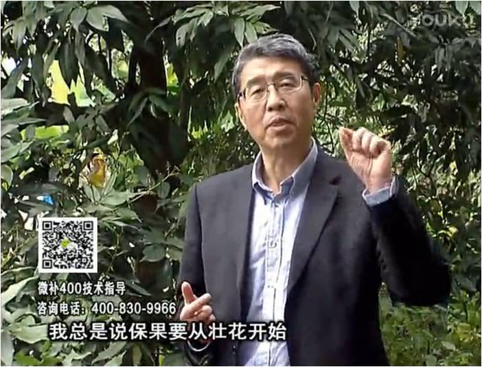 珠江臺搖錢(qián)樹(shù)：荔枝來(lái)花少更要做好壯花，提高坐果，葉噴微補花力+硼力，補鋅