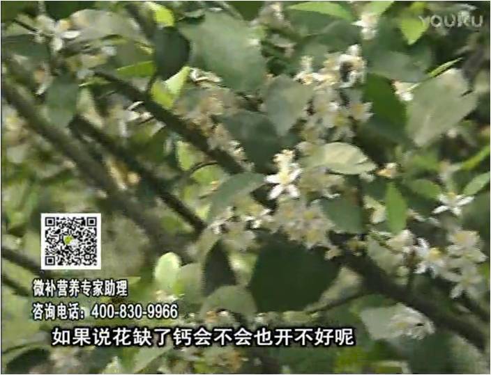 珠江臺搖錢(qián)樹(shù)：柑橘淋微補根力鈣+精力，促根壯春梢，花壯利坐果