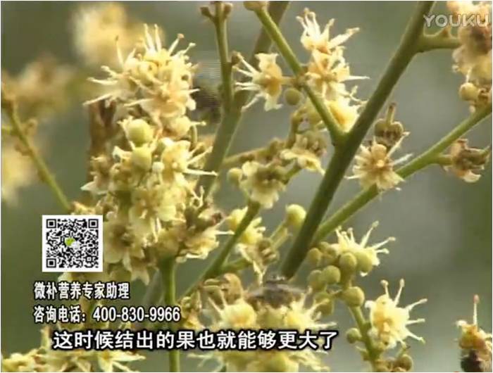 珠江臺搖錢(qián)樹(shù)：龍眼淋沖微補根力鈣+沖力鎂，促根保樹(shù)