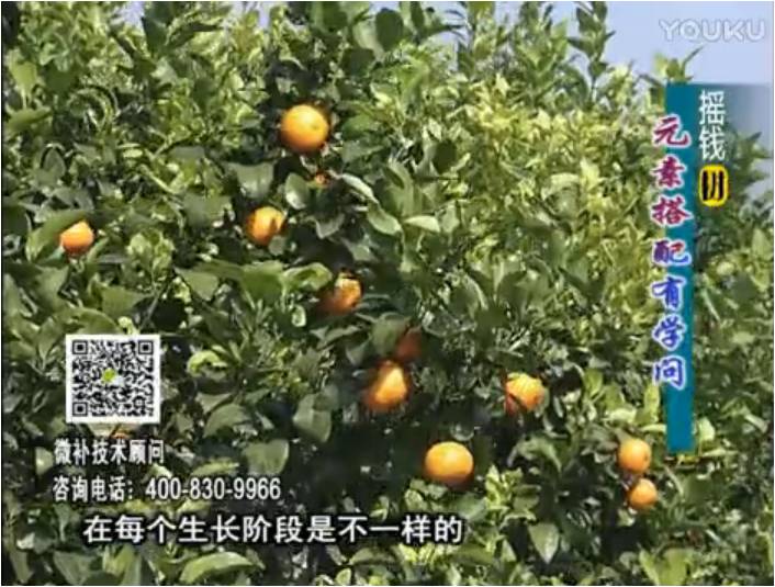 20170306珠江臺搖錢(qián)樹(shù)：柑橘淋沖微補方案，針對不同需求正確補充元素，平衡營(yíng)養健壯長(cháng)