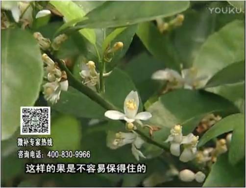 20170313珠江臺搖錢(qián)樹(shù)：柑橘淋沖微補根力鈣+精力，噴微補花力+硼力，來(lái)花健壯，預防減少弱花畸形花