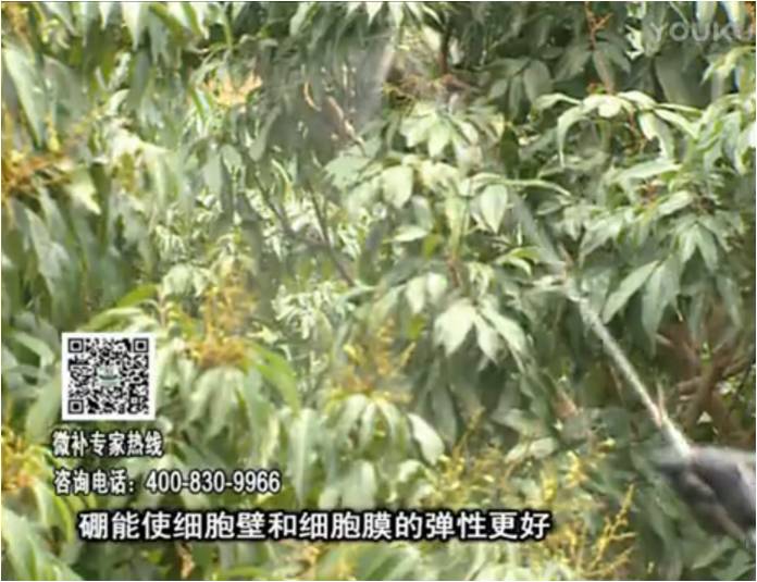 20170313珠江臺搖錢(qián)樹(shù)：荔枝噴微補果力+硼力，保果好