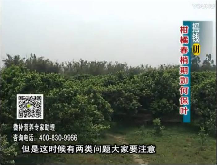 20170327珠江臺搖錢(qián)樹(shù)：柑橘預防春梢不轉綠，撒微補倍力、淋沖力鎂