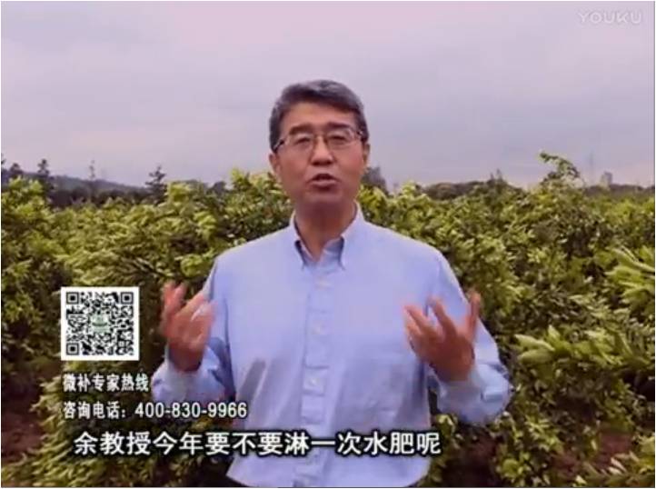 20170424珠江臺搖錢(qián)樹(shù)：柑橘樹(shù)弱保果難度大，淋沖微補根力鈣+精力+精華粉，保樹(shù)保果好