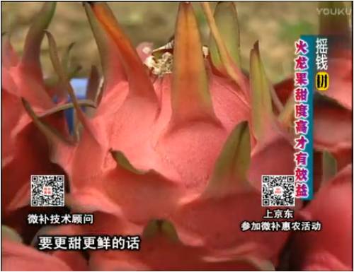 20170417珠江臺搖錢(qián)樹(shù)：火龍果用微補方案，開(kāi)花坐果好，提高品質(zhì)