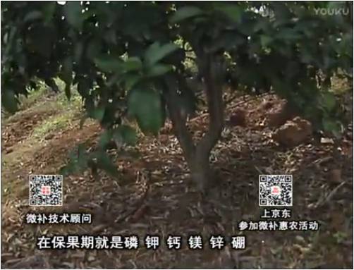 20170417珠江臺搖錢(qián)樹(shù)：柑橘?lài)娛┪⒀a果力+硼力+精華粉，保果好，果青綠
