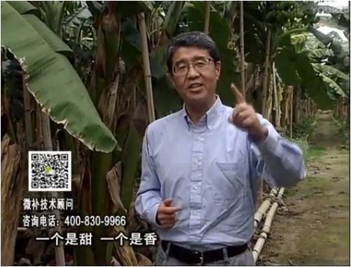 20170327珠江臺搖錢(qián)樹(shù)：香蕉噴施微補果力+碧力+壯力、撒微補倍力，提高品質(zhì)、同時(shí)減肥提產(chǎn)