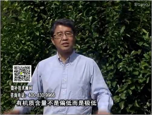 20170327珠江臺搖錢(qián)樹(shù)：撒施因迪樂(lè )有機肥、用因迪樂(lè )有機精華粉，調酸增加果地有機質(zhì)