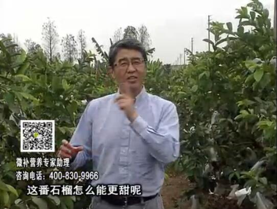 20170327珠江臺搖錢(qián)樹(shù)：番石榴噴施微補果力+壯力，補充磷鉀鈣鎂等，促進(jìn)果甜品質(zhì)高