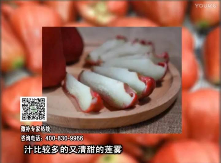 20170424珠江臺搖錢(qián)樹(shù)：蓮霧淋沖微補水肥，壯長(cháng)、提高果實(shí)品質(zhì)賣(mài)價(jià)