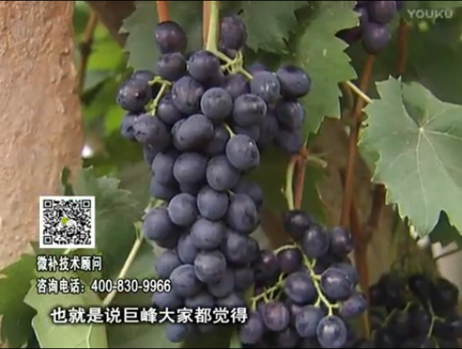 20170501珠江臺搖錢(qián)樹(shù)：葡萄用微補方案，品質(zhì)高，賣(mài)價(jià)好