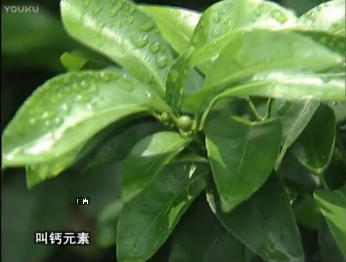 20170508珠江臺搖錢(qián)樹(shù)：柑橘澆施微補根力鈣，補鈣，促根健壯長(cháng)勢