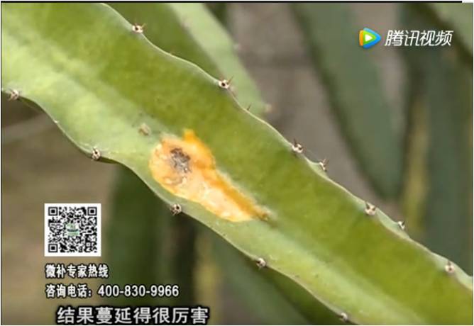 20170522珠江臺搖錢(qián)樹(shù)：火龍果爛葉病多怎么辦？