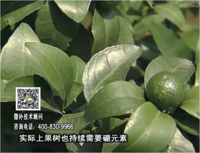 20170529珠江臺搖錢(qián)樹(shù)：貢柑蜜柚噴施微補蓋力+硼力，預防減少缺硼鈣裂果