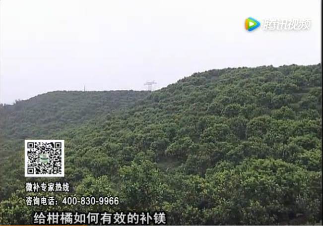 20170522珠江臺搖錢(qián)樹(shù)：柑橘落果黃葉是缺鎂？