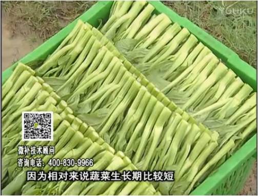 20170306珠江臺搖錢(qián)樹(shù)：蔬菜澆施微補根力鈣+精力，提高蔬菜長(cháng)勢，減少病害，提高收益