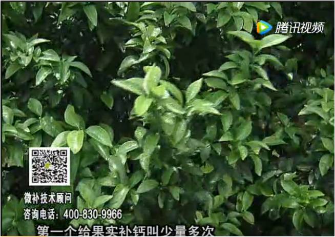 20170605珠江臺搖錢(qián)樹(shù)：柑橘果實(shí)補鈣如何做？