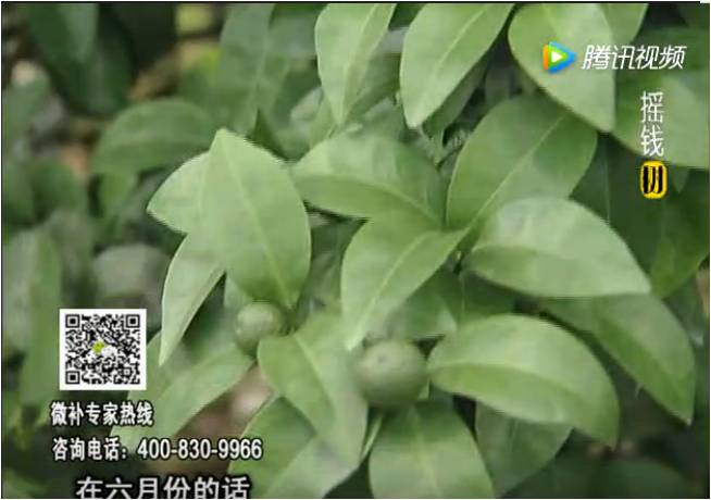 珠江臺搖錢(qián)樹(shù)：柑橘樹(shù)如何調酸保葉？