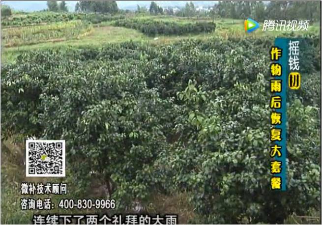 20170626珠江臺搖錢(qián)樹(shù)：果樹(shù)蔬菜長(cháng)勢弱落果？