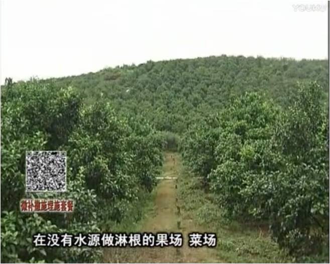 20170703珠江臺搖錢(qián)樹(shù)：雨水多樹(shù)勢弱，撒施因迪樂(lè )調酸促根壯長(cháng)勢