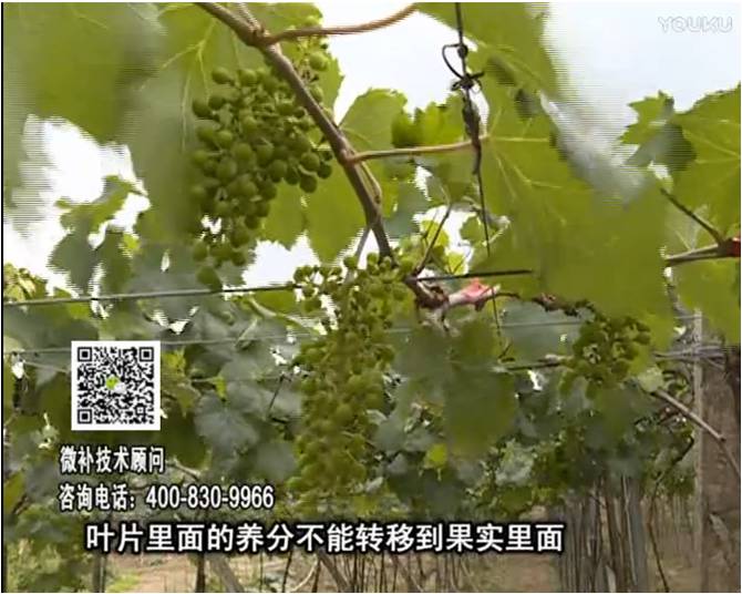 20170717珠江臺搖錢(qián)樹(shù)：果實(shí)補鈣充足，噴施螯合鈣+精華液+保葉素，品質(zhì)高、耐存儲