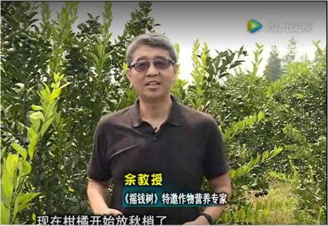 20170821珠江臺搖錢(qián)樹(shù)：柑橘如何放秋梢？
