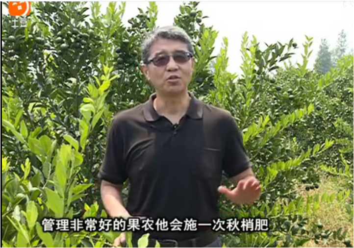 20170904珠江臺搖錢(qián)樹(shù)：柑橘用因迪樂(lè )，樹(shù)勢健壯、果品質(zhì)高
