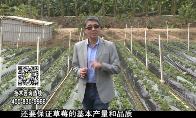 20180108珠江臺搖錢(qián)樹(shù)：草莓苗弱膨果增甜如何做？