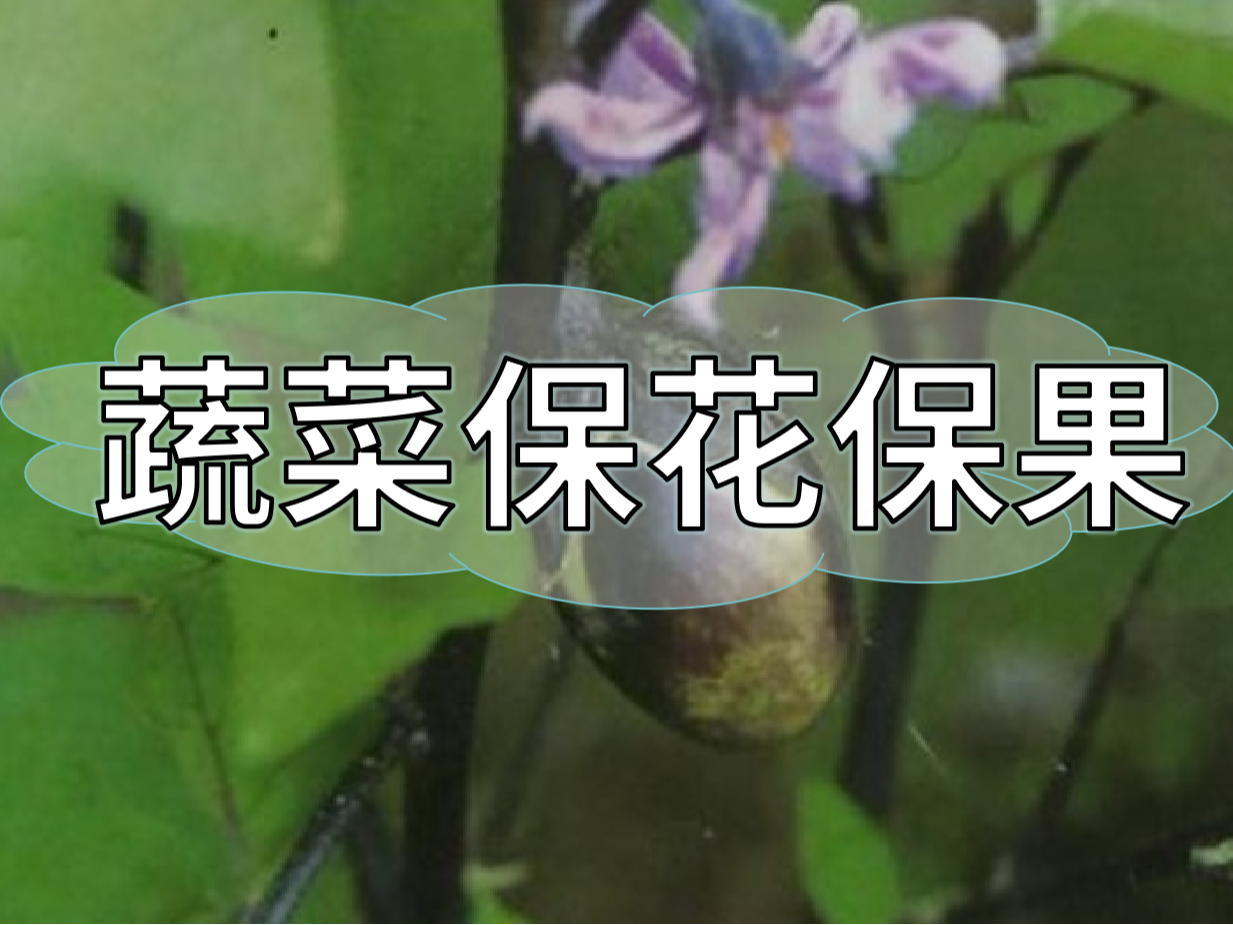 蔬菜高溫花少坐果少，一套方案<i style='color:red'>促花</i>保果
