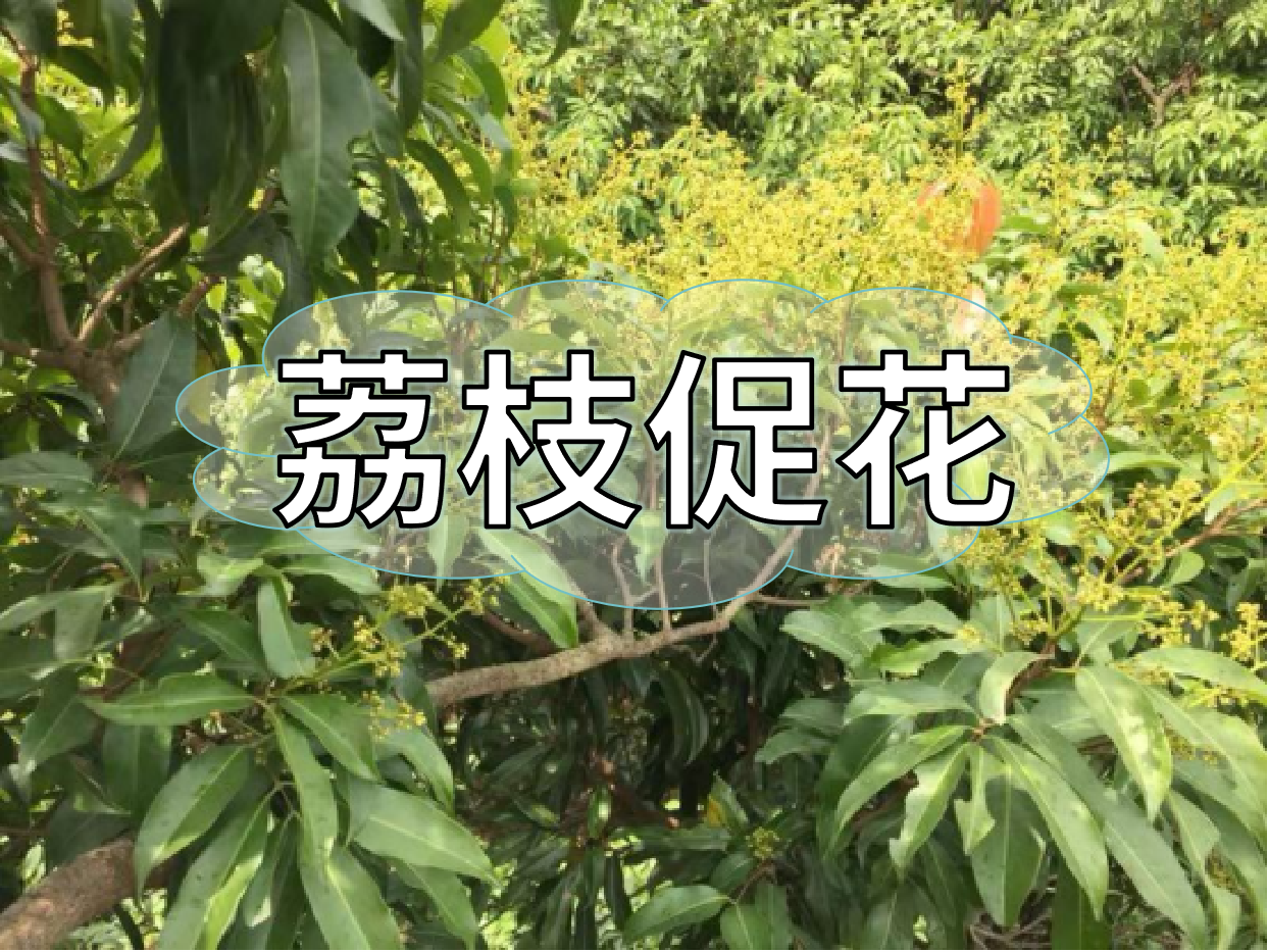荔枝控梢期，做好促花工作，來年高產(chǎn)有基礎(chǔ)