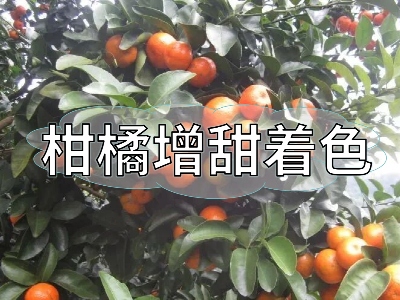 柑橘增甜和轉(zhuǎn)色，到底和什么有關(guān)