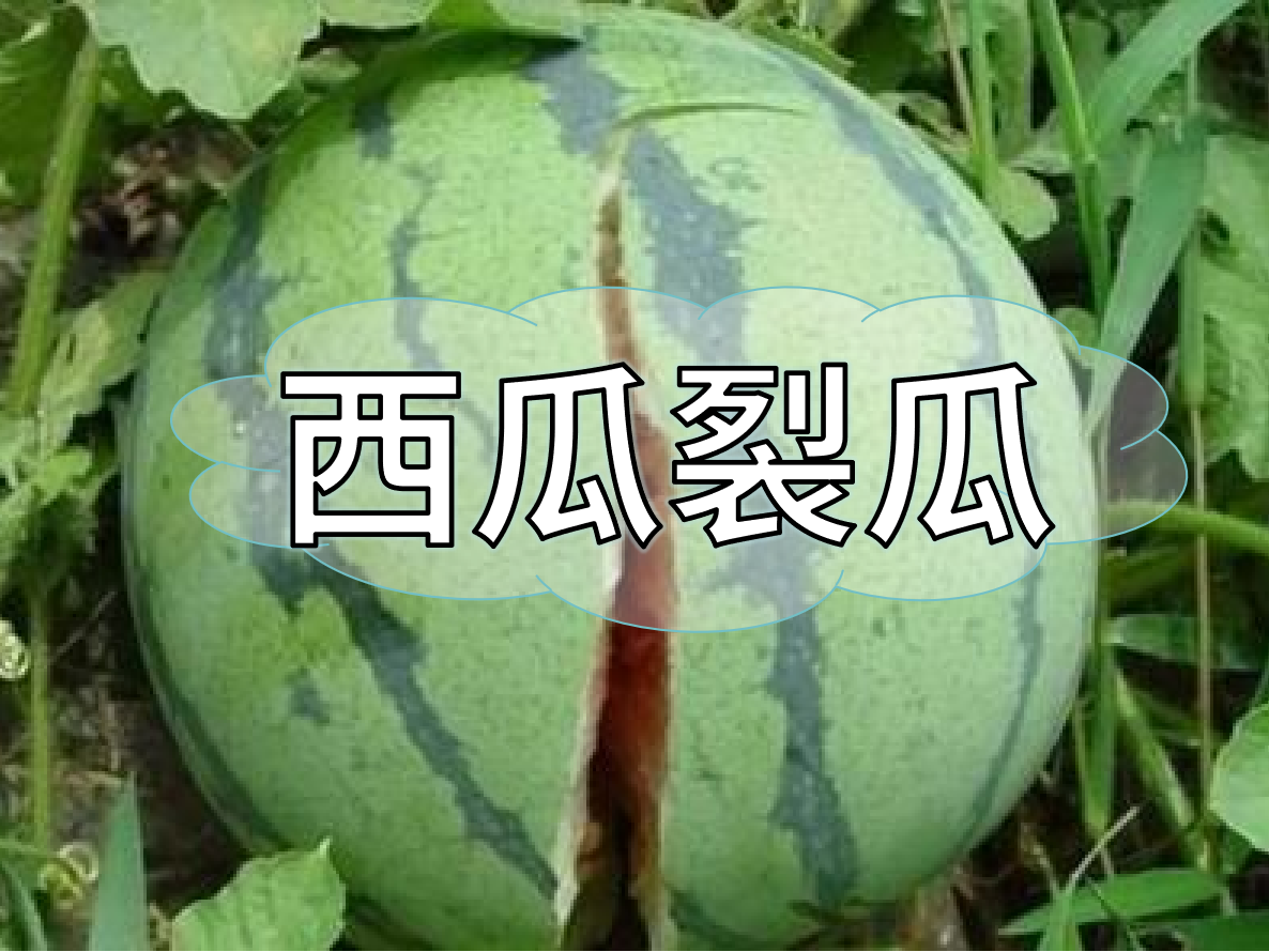 西瓜裂瓜致低產(chǎn)，這樣做，輕松解決問題！