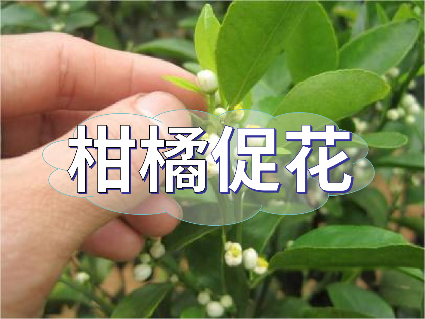到了柑橘秋梢期，什么時候促花？