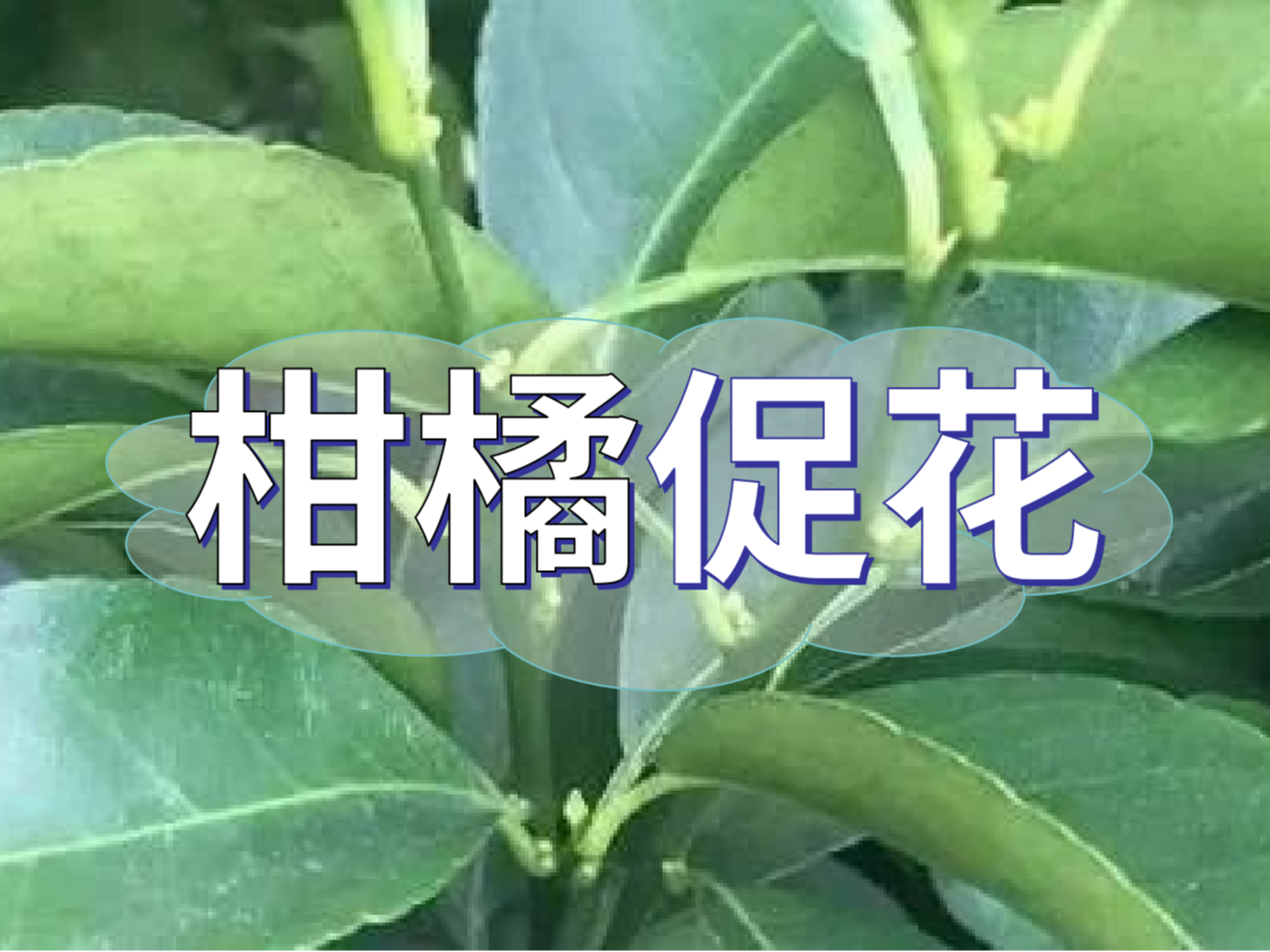 柑橘來(lái)年開(kāi)花多花健壯，這個(gè)促花方案必加上