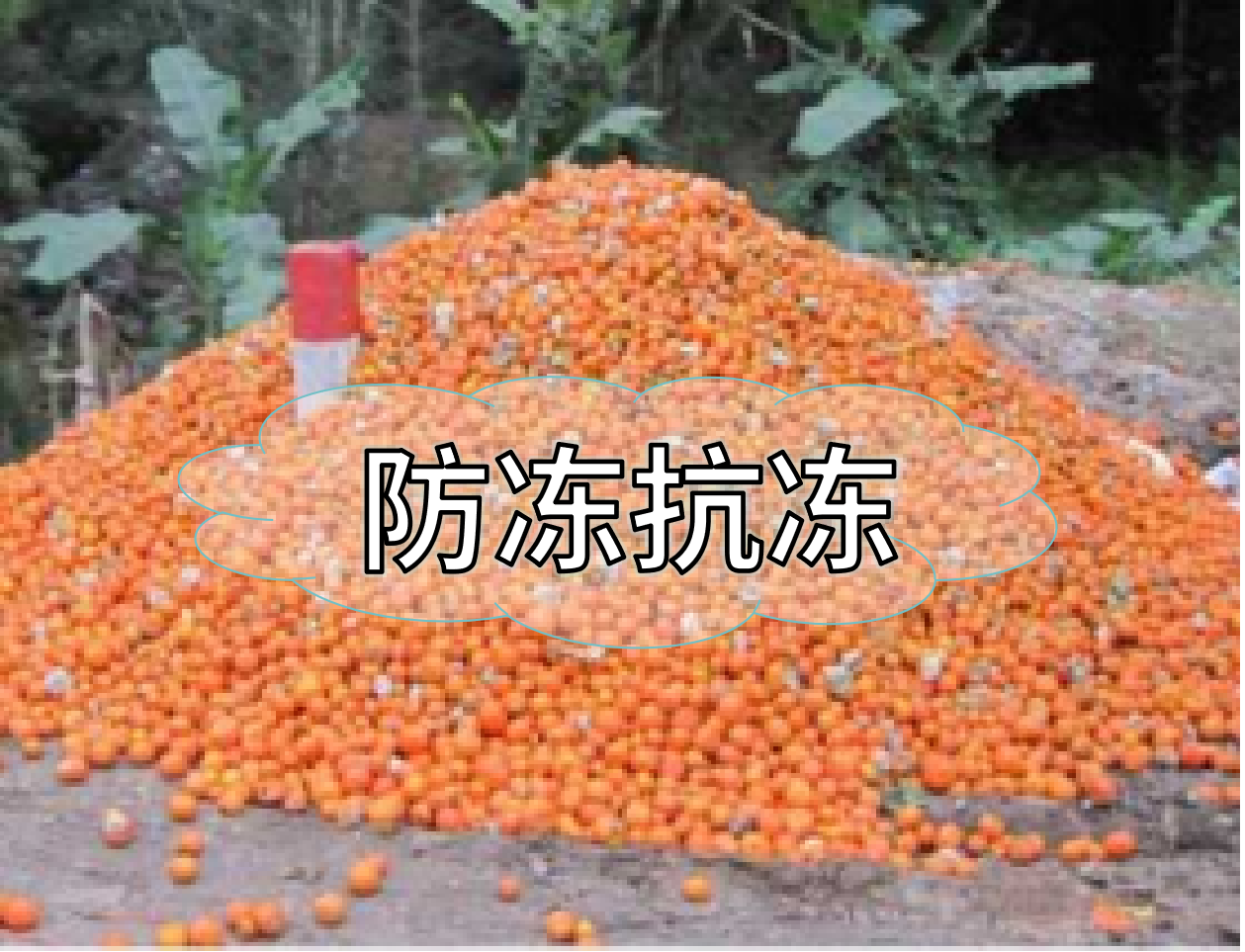 抗凍營養(yǎng)提前積累，今年抗凍不愁