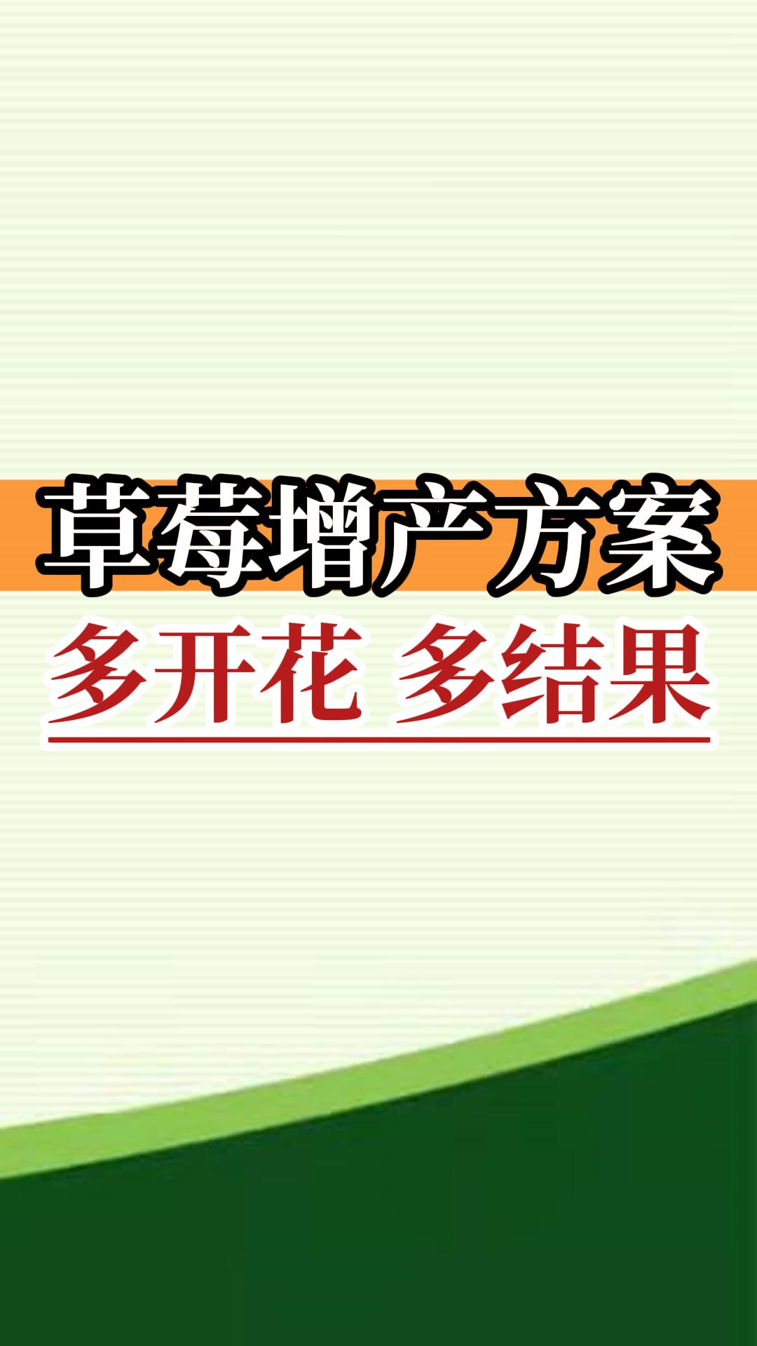草莓增產(chǎn)方案 多開花 多結(jié)果