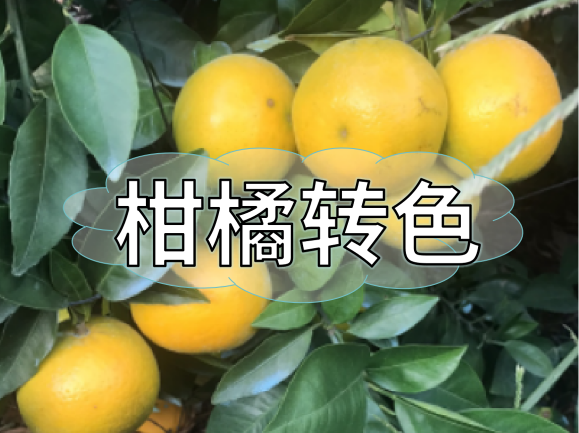 柑橘著色不理想，沖刺品質(zhì)果要抓緊了！