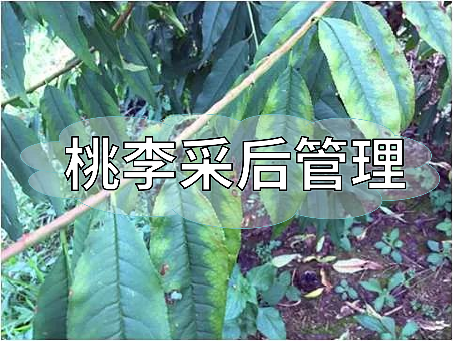 桃樹(shù)采后管理技術(shù)要點(diǎn)：養(yǎng)樹(shù)促花為來(lái)年豐產(chǎn)奠基