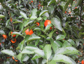 微補(bǔ)方案反饋|跟著農(nóng)友們管理，放優(yōu)質(zhì)秋梢并不難