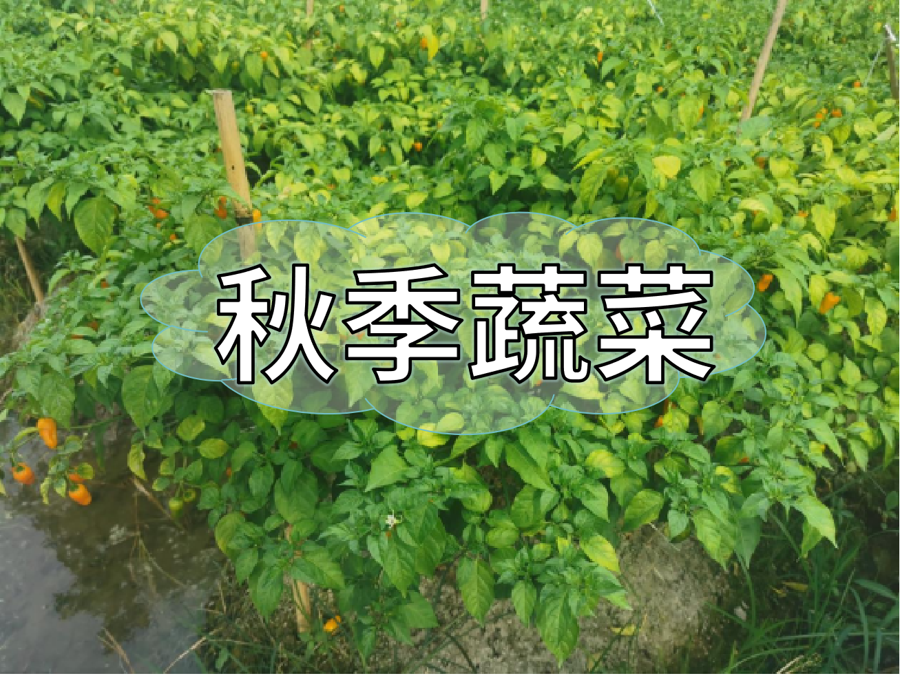 秋種蔬菜，如何提高成活率提高產(chǎn)量