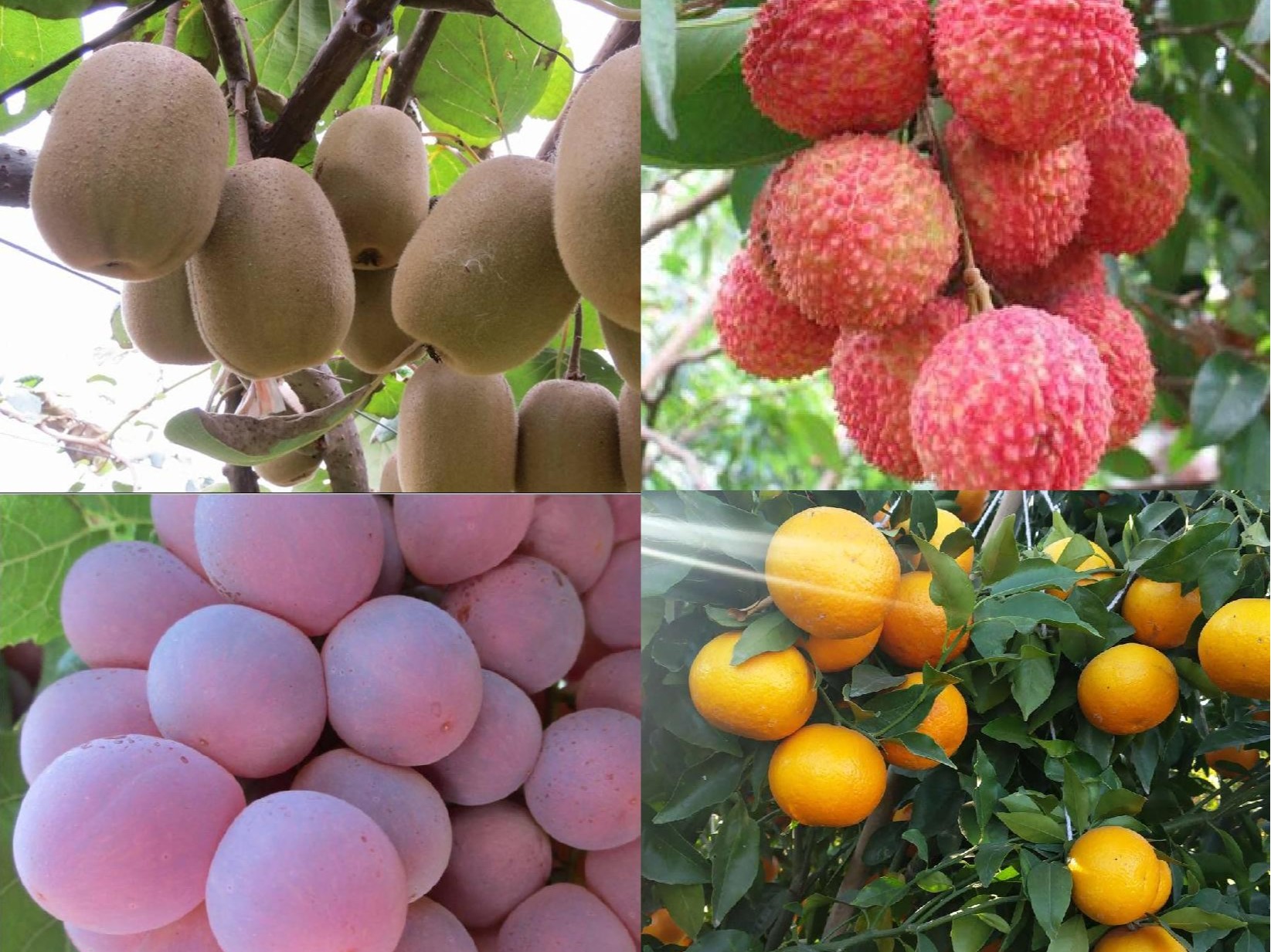 果樹(shù)補(bǔ)鈣全攻略：告別裂果爛果，種出優(yōu)質(zhì)好果