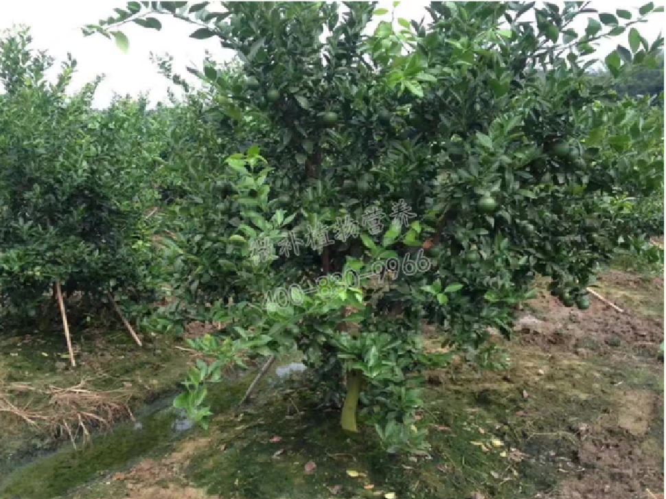 別人果園落果慘重，為何她的果園黃蒂落果少？