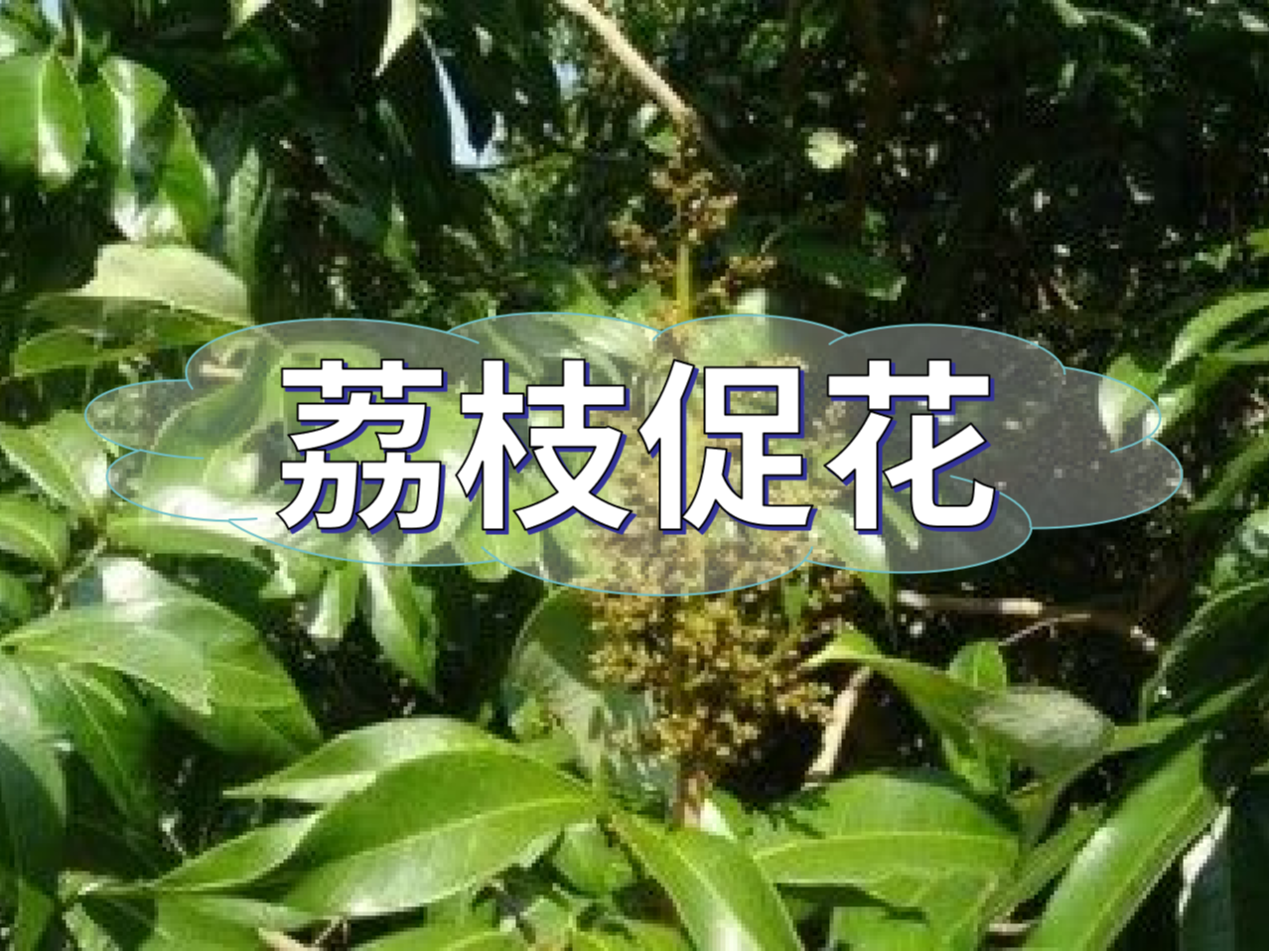 早熟荔枝，開(kāi)始促花啦！