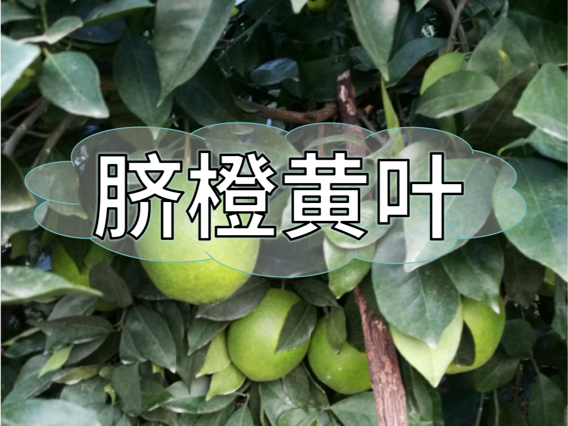 臍橙缺素黃葉越來越多，如何預(yù)防和補(bǔ)救
