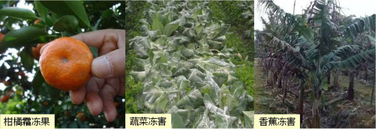 讓作物安全過冬的實用小妙招，速看