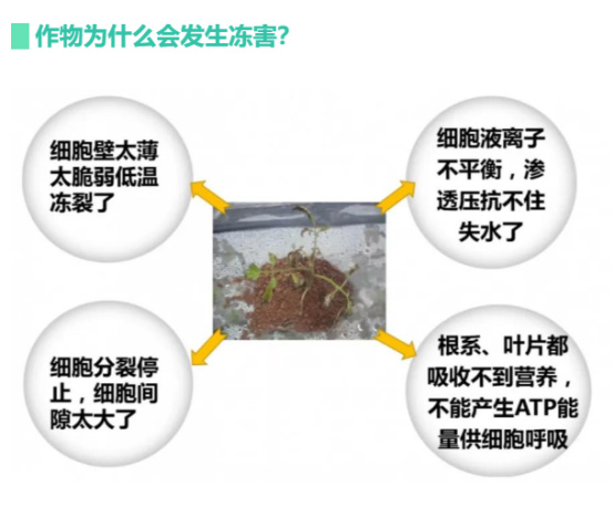 讓作物安全過冬的實用小妙招，速看